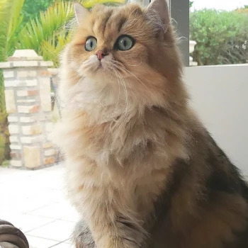 Future maman British longhair
