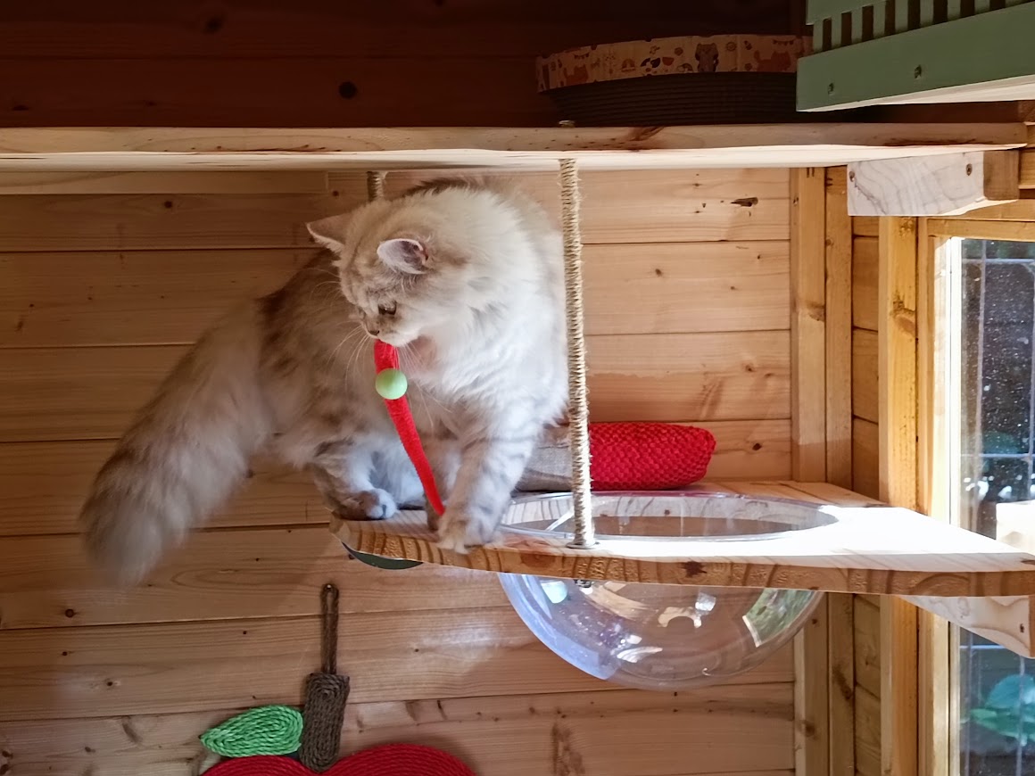 British longhair
