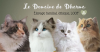 Logo de la chatterie du domaine de Dharma