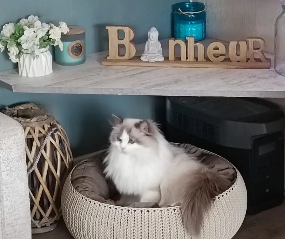 Femelle Ragdoll Bleue bicolore