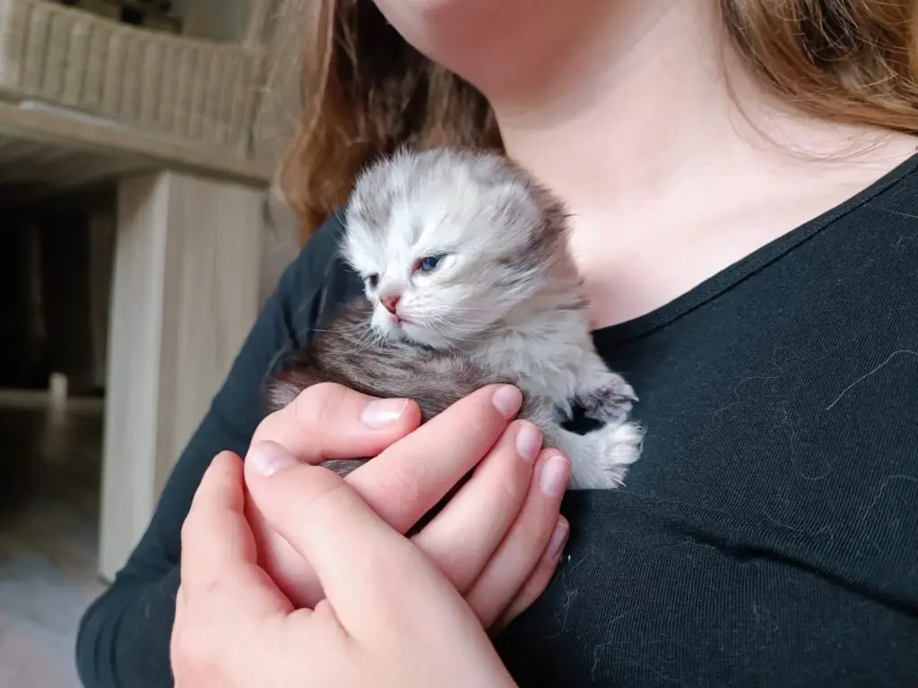 Chaton british longhair black silver
