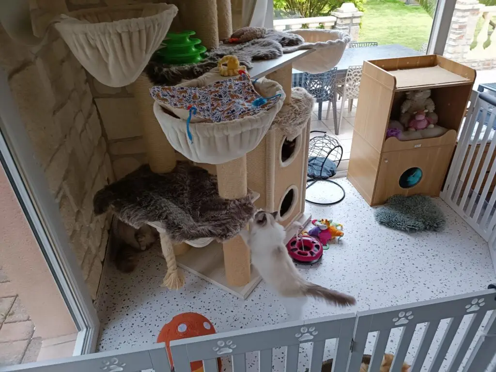 Installation du parc sécurisé pour les chatons british longhair