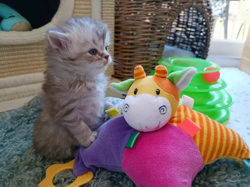 Chaton british longhair fawn et blanc
