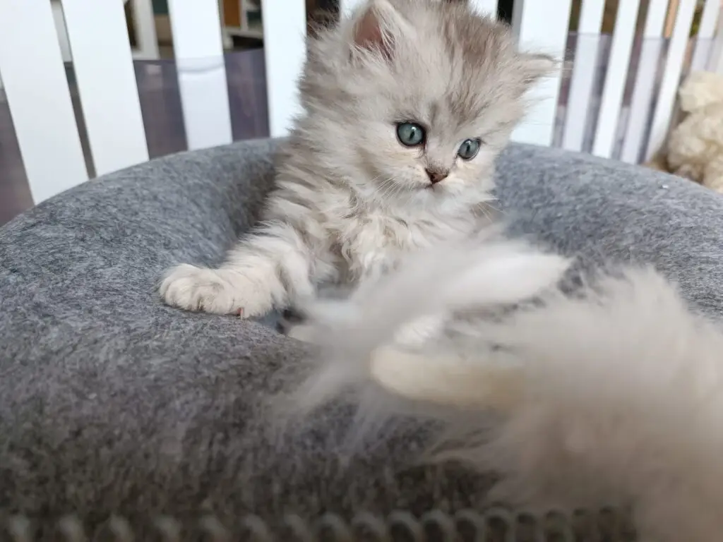 Chaton british longhair black silver