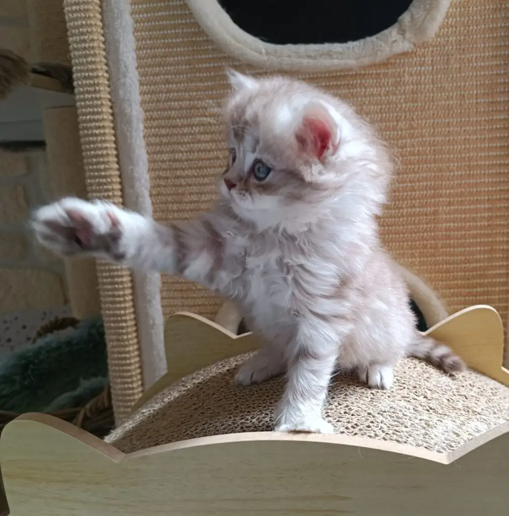 Chaton british longhair fawn et blanc