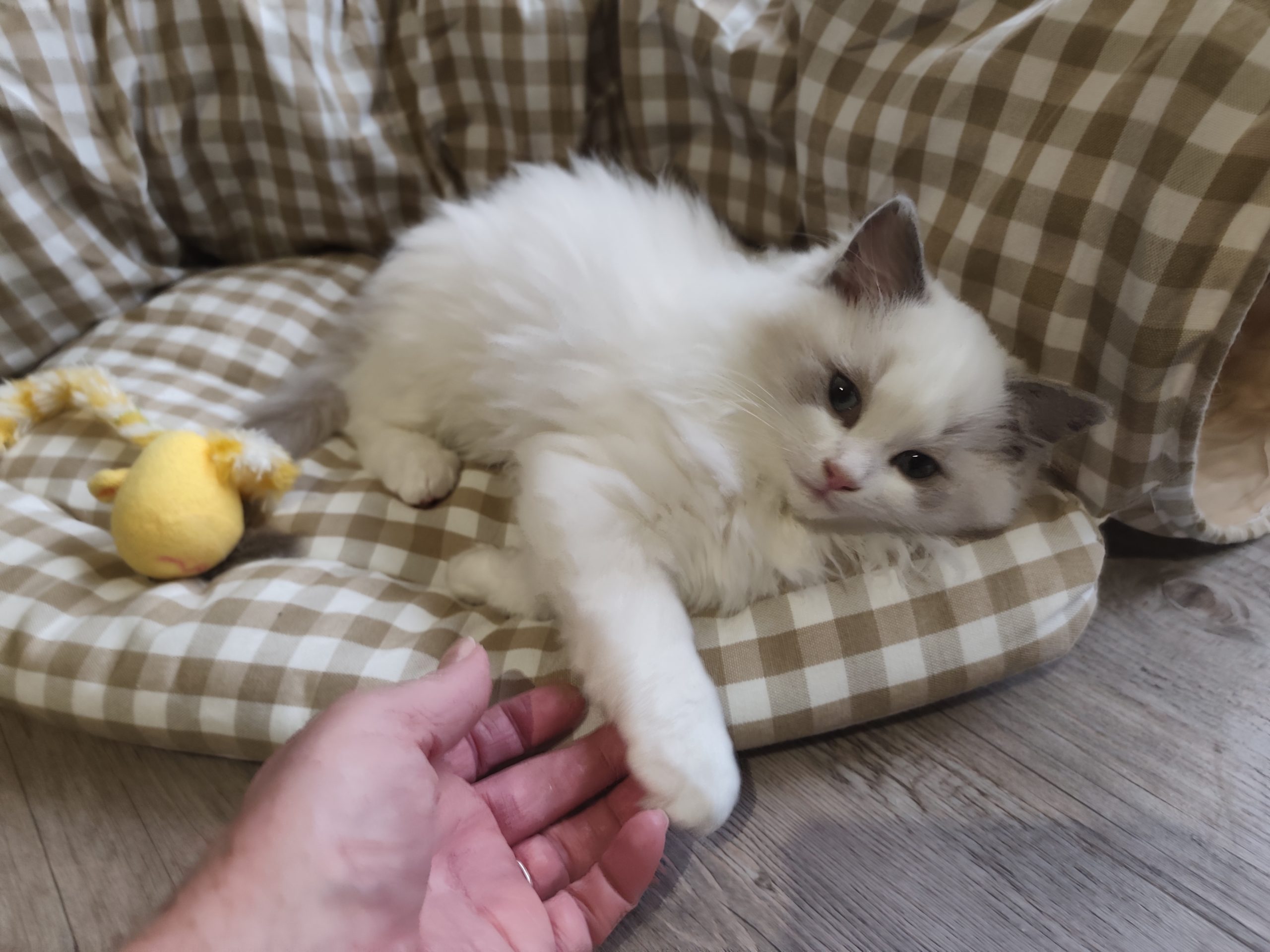 Bébé Ragdoll bleu bicolor